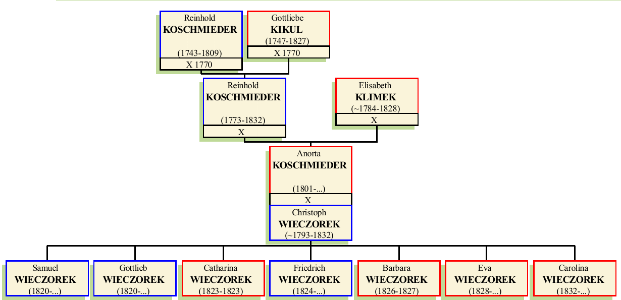 anorta-koschmieder.png